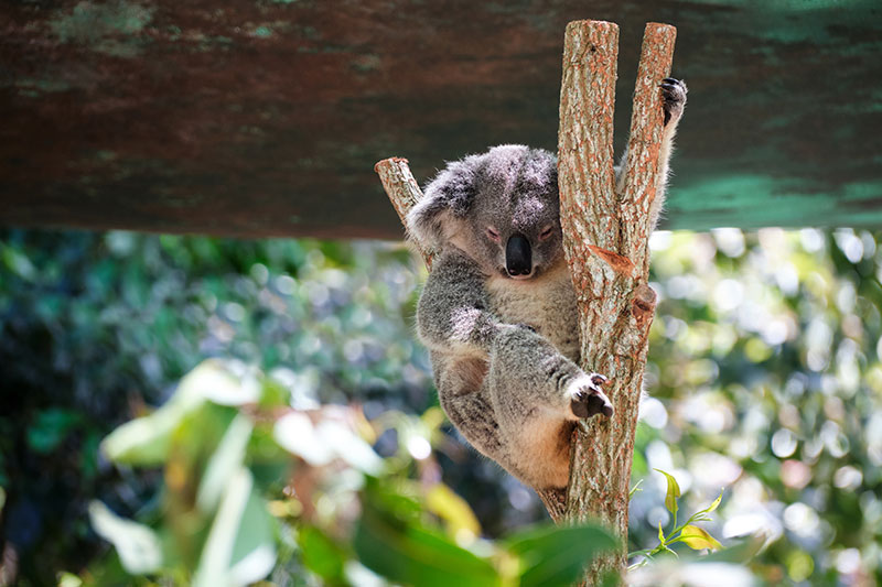 a koala hugging a eucalyptus tree