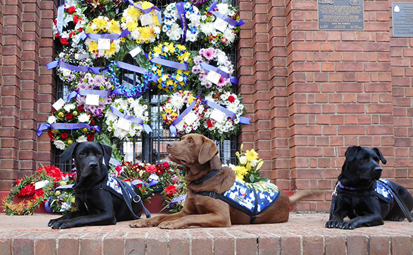 Military dogs