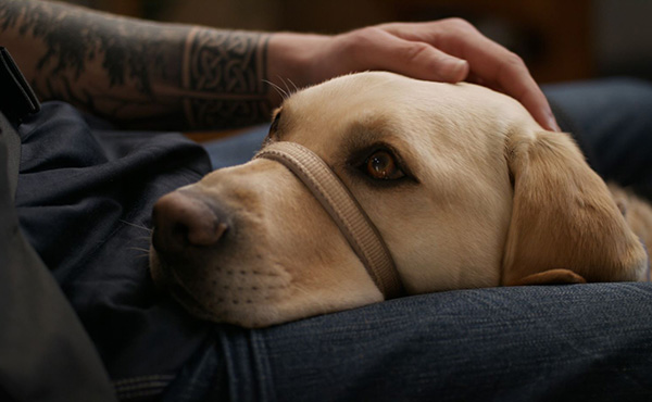 Assistance Dog