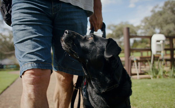 Assistance dog