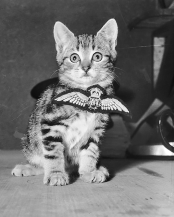 RAAF mascot - a cat called Aircrew