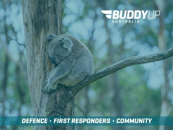 Buddy Up Australia Lone Pine Koala in a tree
