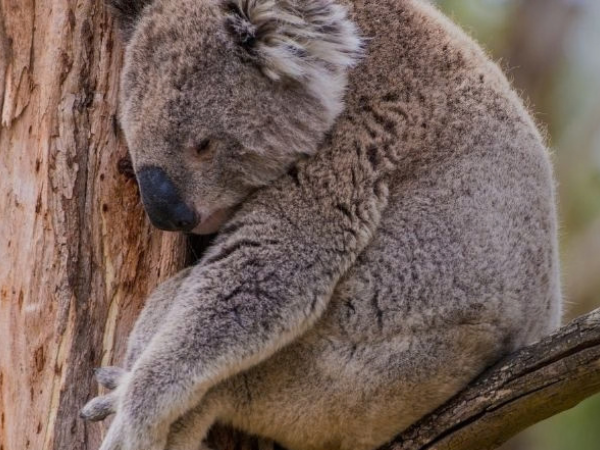 Buddy Up Australia Lone Pine Koala in a tree
