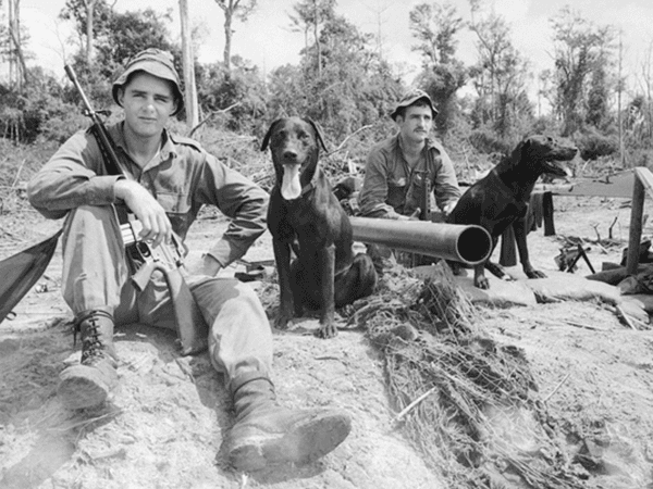Military working dogs Vietnam Australian War Memorial