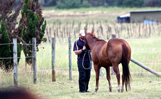 Veteran with horse